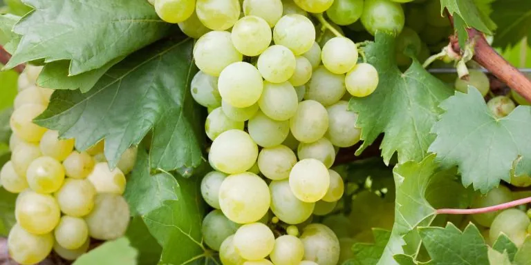 Photo for 20 Wines For $20