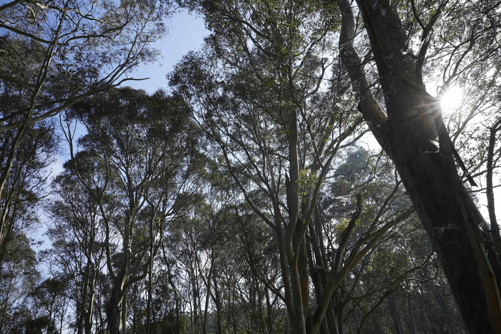 Photo for Let's Talk About Conservation Burial and Sustainable Deathcare