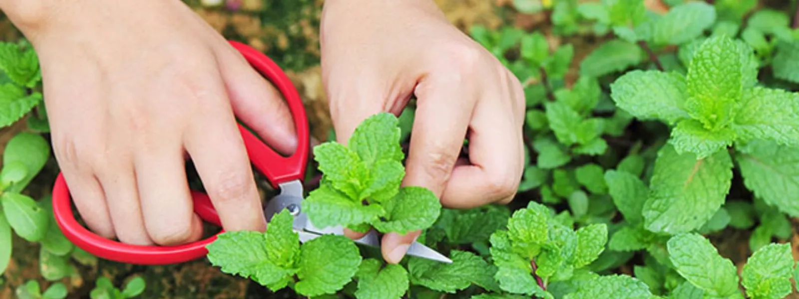 Photo for Herb Propagation Workshop