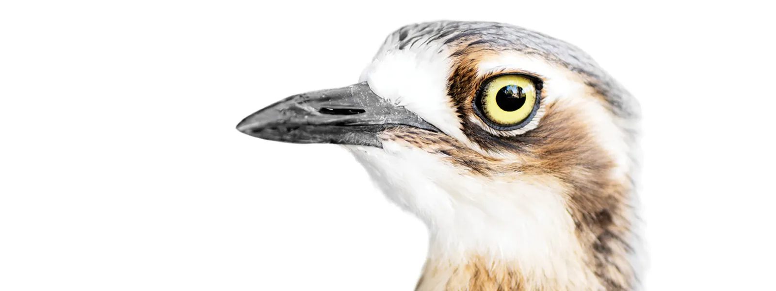 Photo for Journey: Bird Life Australia Bird Week Exhibition