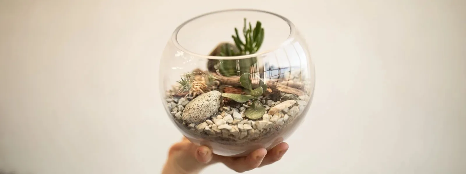 Photo for Succulent Terrarium Workshop Glebe