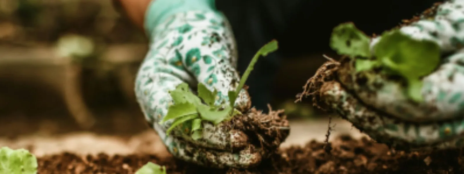 Photo for Edible Garden Project